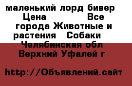 маленький лорд бивер › Цена ­ 10 000 - Все города Животные и растения » Собаки   . Челябинская обл.,Верхний Уфалей г.